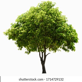 Big Tree Images, Stock Photos & Vectors | Shutterstock