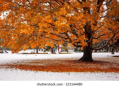 Beautiful Tree In The Park In Autumn