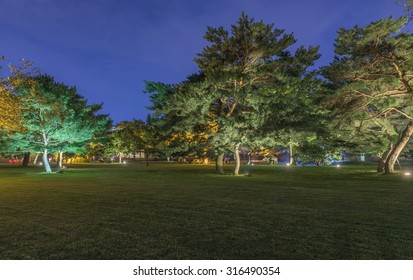 Beautiful Tree In The Park At Night