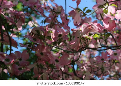 Beautiful tree with pink flowers and blue sky in the background.