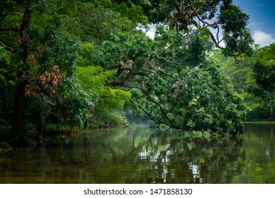 A Beautiful Tree Reaches Down To The Water On The Bayou.