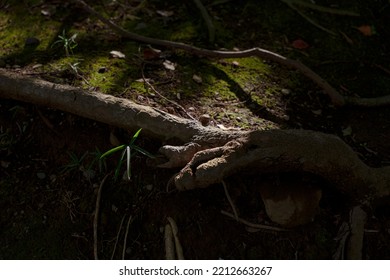 Beautiful Tree Roots Illuminated By Sunlight