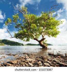 Beautiful Tree Silhouette In Morning Sunlight Landscape Photography