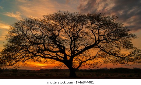 Beautiful Tree Silhoutte In Sunset In Choluteca