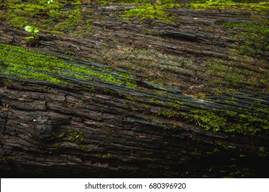 Beautiful Tree Texture