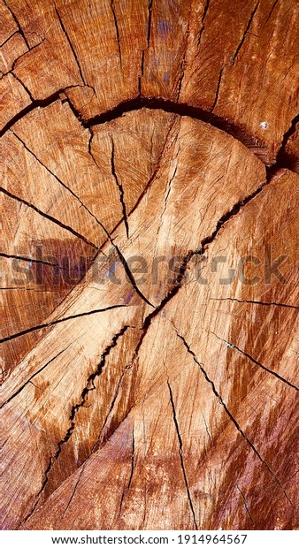 Beautiful tree
texture. Abstract wooden
texture