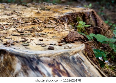 Beautiful tree trunk.