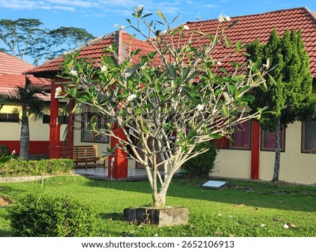 beautiful tree in the yard of the house