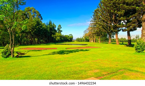 Beautiful Treeline On Edge Of Golf Field