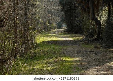                Beautiful tree-lined walking path dappled with sunshine at Pinckney Island.                 - Shutterstock ID 2271180251