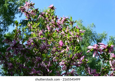 Beautiful trees in bloom with beautiful big flowers. Pink flowers of magnolia campbellii blooming on the background of blue sky. Magnolia campbellii, or Campbell's magnolia