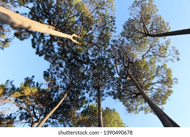 Beautiful Trees At Curtin University Western Australia