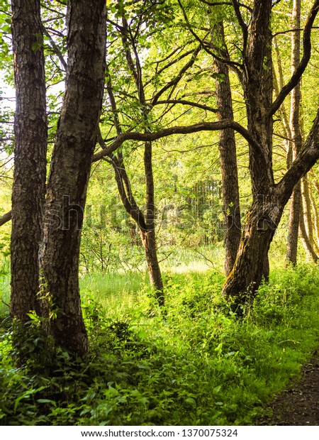 Beautiful Trees Green Mysterious Forest Background Stock Photo Edit Now