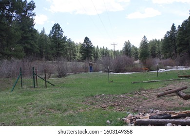 Beautiful Trees In Jemez Mountains 