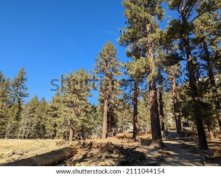 Beautiful Trees of the Mount San Jacinto State Park Forest Outside of Palm Springs, California on a Sunny Fall Day - Shady Path
