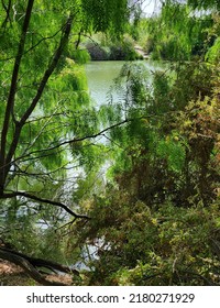 Beautiful Trees On The Lakeshore 