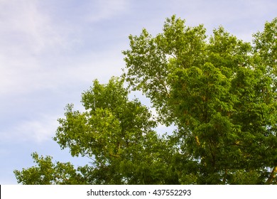 Beautiful Trees On Sky Background,tree,sky