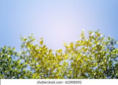 Beautiful Trees On Sky Background,tree,sky