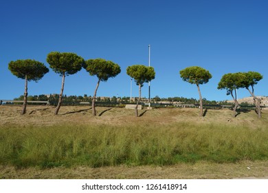 Beautiful Trees On The Street Near Montjuic Cemetery (Cementiri De Montjuïc) In Barcelona At The Sunny Day