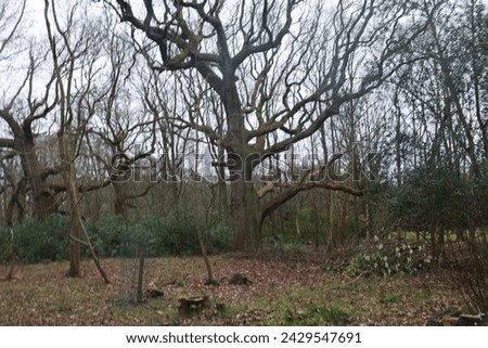 Similar – Image, Stock Photo Old apple tree Tree