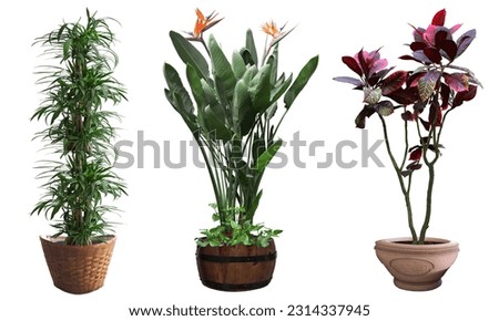 Beautiful trees in pots. Beautiful tree on a white background. It is convenient to cut and combine with other tasks.