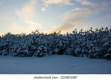 Beautiful trees with snow on the branches against the background of the evening sky. Winter coniferous forest under a blue sky during sunset.
 - Shutterstock ID 2254831087