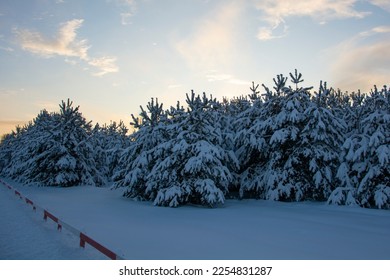 Beautiful trees with snow on the branches against the background of the evening sky. Winter coniferous forest under a blue sky with shades of sunset.
 - Shutterstock ID 2254831287