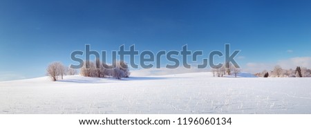 Beautiful trees in winter landscape in early morning in snowfall