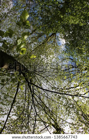 Similar – Geäst Baum grün