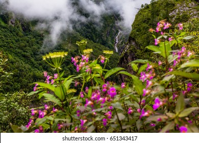 Beautiful Trek In Uttarakhand Called Valley Of Flowers In Himalayas, Nanda Devi Biosphere National Park, Amazing Landscape, Mountains, Hills, Foggy, Misty, Rain, Monsoons, Colorful Flowers, Wallpaper