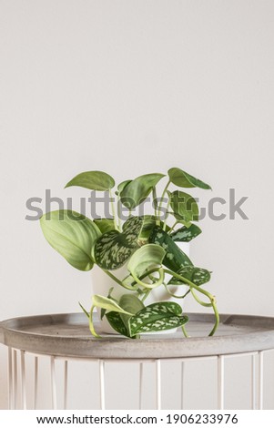 Beautiful trending tropical houseplant 
scindapsus silvery ann with silver velvety leaves also known as scindapsus pictus in a white pot on a white background. Urban gardening