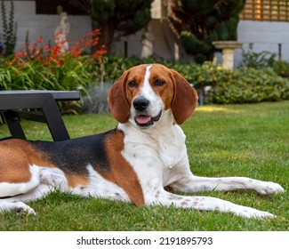Beautiful tri colour Kerri Beagle dog laying down with tongue out - Shutterstock ID 2191895793