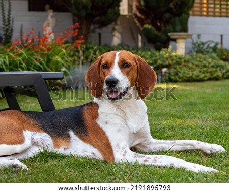 Beautiful tri colour Kerri Beagle dog laying down with tongue out
