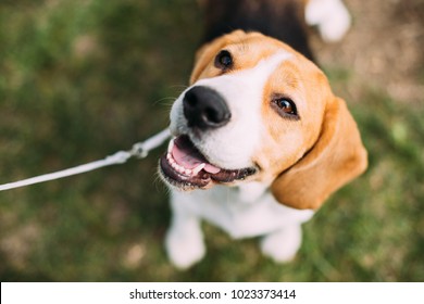 Beautiful Tricolor Puppy Of English Beagle Sitting On Green Grass. Beagle Is A Breed Of Small Hound, Similar In Appearance To The Much Larger Foxhound. Smiling Dog