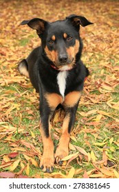 Beautiful Tricolour Kelpie Australian Breed Sheep Stock Photo 278381645 ...