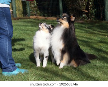 A Beautiful Tricolour Shetland Sheepdog And A Cute Blue Merle Sheltie Puppy Sitting And Waiting Patiently For Their Owner To Give Them A Treat.