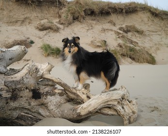 A beautiful tricolour Shetland Sheepdog standing on a large piece of treetrunk washed up onto a sandy beach in west Wales, UK.