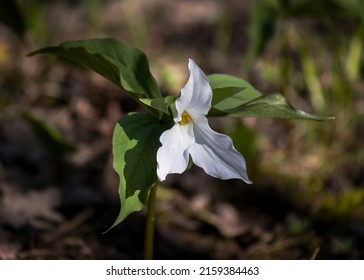 A Beautiful Trillium Flower In Bloom