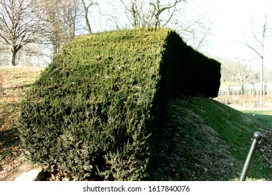 Beautiful Trimmed Tree Edging At The Brooklyn Botanic Garden Located In Flatbush Brooklyn NY On A Sunny Winter Day January 15 2020