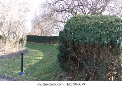 Beautiful Trimmed Tree Edging At The Brooklyn Botanic Garden Located In Flatbush Brooklyn NY On A Sunny Winter Day January 15 2020