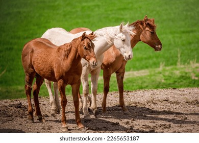 A beautiful trio of young horses basking in the bright sun