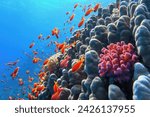 Beautiful tropical coral reef with shoal or red coral fish Anthias and diversity of hard corals.