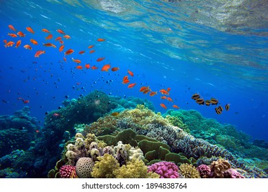 Beautiful tropical coral reef with shoal or red coral fish Anthias. Wonderful underwater world with corals, tropical fish