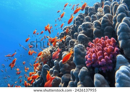Beautiful tropical coral reef with shoal or red coral fish Anthias and diversity of hard corals.