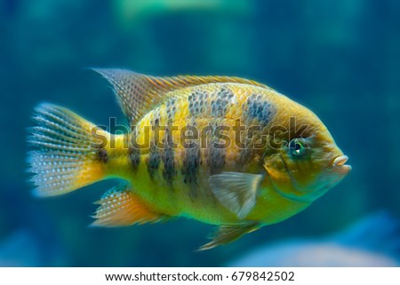Beautiful tropical fish Cichlasoma bocourti in the aquarium. Stock photo © 