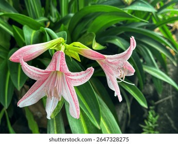 Una hermosa flor tropical