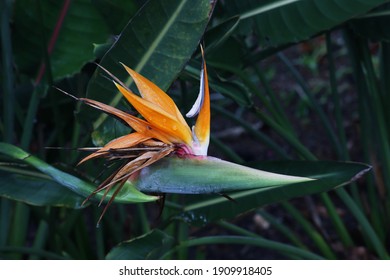 Beautiful tropical flower with raindrops on green background!(Strelitzia)