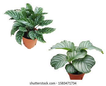 Beautiful Tropical Foliage Plant, Calathea Freddie And Calathea Orbifolia, Isolated On White Background.  