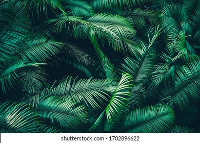 Beautiful tropical forest with bright sun shining through the trees