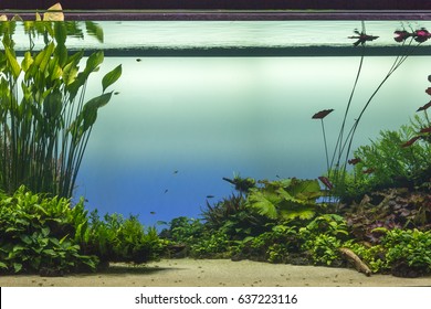 Fish Tank Decorations Stock Photos Images Photography